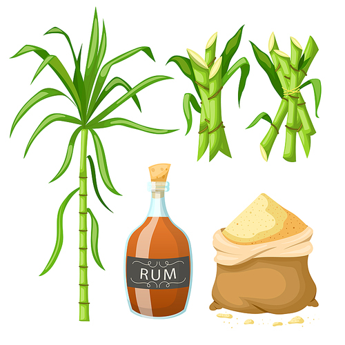 sugar cane set cartoon. plant field, agriculture farm, crop plantation, green raw juice sugar cane vector illustration