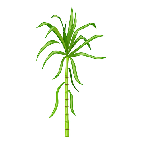 sugar cane cartoon. plant sugarcane, leaf plantation, green raw, field sugar cane vector illustration