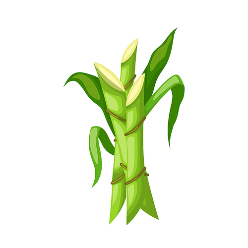 sugar cane cartoon. plant sugarcane, leaf plantation, green, field organic sugar cane vector illustration