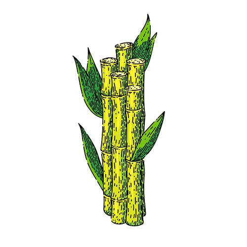 sugar cane hand drawn vector. plant sugarcane, leaf plantation, green raw, organic sugar cane sketch. isolated color illustration
