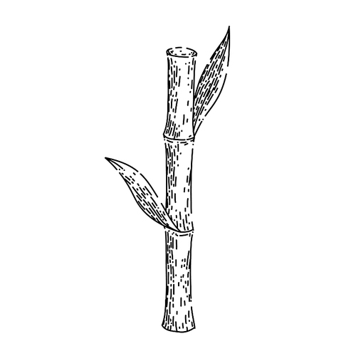 sugar cane hand drawn vector. plant sugarcane, leaf plantation, green raw, field sugar cane sketch. isolated color illustration