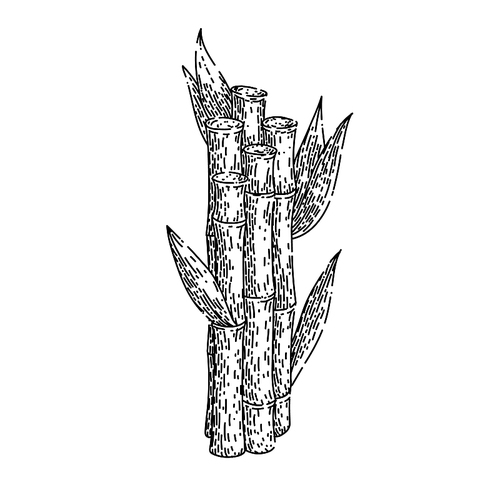 sugar cane hand drawn vector. plant sugarcane, leaf plantation, green raw, organic sugar cane sketch. isolated color illustration