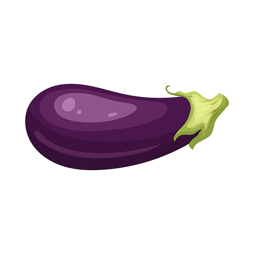 eggplant vegetable cartoon. purple fresh, plant food, organic healthy, agriculture fruit, garden, raw closeup, violet harvest eggplant vegetable vector illustration