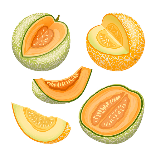 melon cantaloupe fruit set cartoon. green yellow, sweet orange, honeydew cut, japanese slice, muskmelon honey food, half fresh melon cantaloupe fruit vector illustration