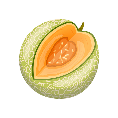 melon cantaloupe cartoon. food fruit, green orange, sweet cut, fresh vegetable, ripe slice, sliced japanese, honey melon cantaloupe vector illustration
