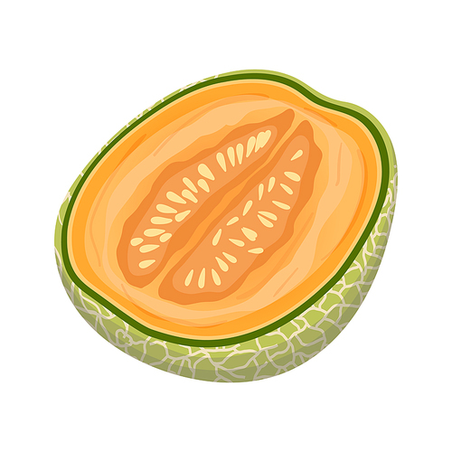 melon cantaloupe cut cartoon. food fruit, green orange, sweet fresh vegetable, ripe slice, sliced japanese, honey melon cantaloupe cut vector illustration