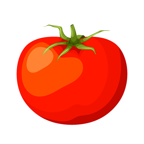 tomato vegetable cartoon. food organic, red ripe fresh, plant garden, nature leaf, green healthy tomato vegetable vector illustration