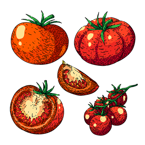 tomato red set hand drawn vector. egetable food, ripe fresh, organic leaf, green raw, plant agriculture cut tomato red sketch. isolated color illustration