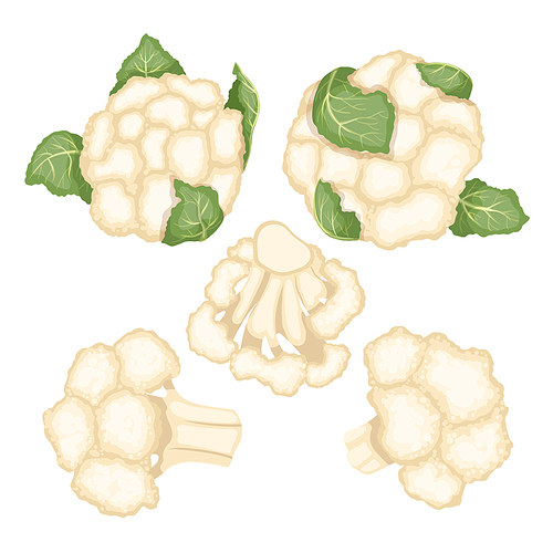 cauliflower white food set cartoon. fresh vegetable, cabbage vegetarian, organic healthy, raw green, diet ingredient, plant nature cauliflower white food vector illustration