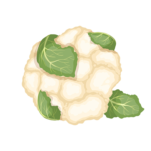 cauliflower vegetable cartoon. organic white food, diet fresh, raw vegetarian, agriculture green, healthy, cauliflower vegetable vector illustration