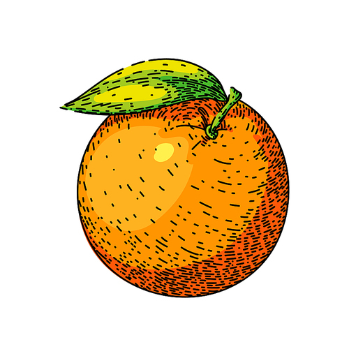 orange citrus hand drawn vector. fruit tropical, slice juice, sweet green, fresh food, vitamin healthy, juicy organic, ripe leaf, piece nature orange citrus sketch. isolated color illustration