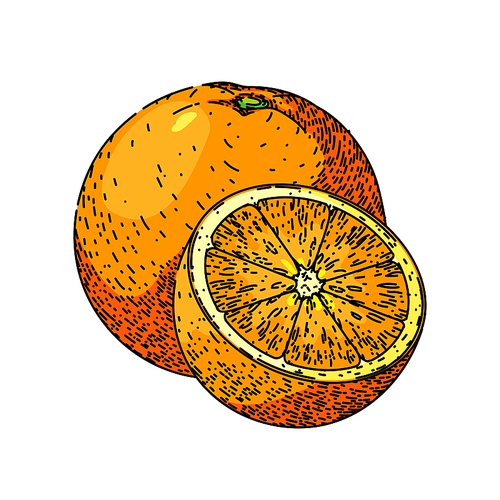 orange cut hand drawn vector. fruit citrus, half juicy, slice juice, fresh sweet, organic ripe, piece healthy, vitamin tropical orange cut sketch. isolated color illustration