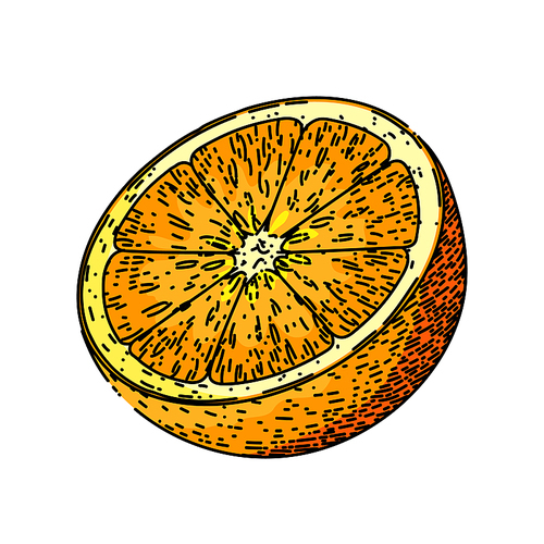 orange slice hand drawn vector. fruit half, citrus fresh, cut closeup, vegetarian piece, juicy organic, ripe juice, sweet food orange slice sketch. isolated color illustration