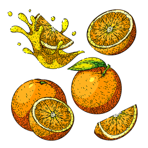 orange fruit set hand drawn vector. citrus fresh, ripe juicy, organic slice, juice sweet, food vitamin, closeup half, healthy raw, tropical cut, leaf orange fruit sketch. isolated color illustration