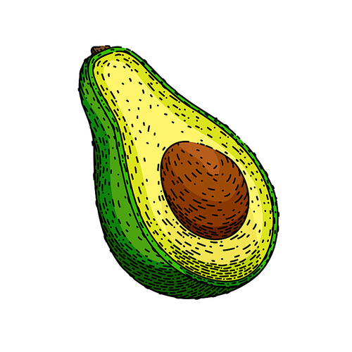 avocado cut hand drawn vector. slice half, food vegetable, fresh core, ripe exotic, organic raw, healthy group, green natural, diet avocado cut sketch. isolated color illustration