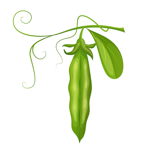 green pea food cartoon. vegetable fresh, healthy vegetarian, organic pod, plant natural, bean, ripe ingredient, nature green pea food vector illustration
