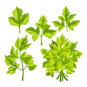 parsley fresh leaf set cartoon. herb green, food ingredient, seasoning plant, healthy spice, organic vegetarian, bunch parsley fresh leaf vector illustration