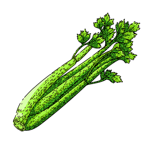 celery green hand drawn. fresh food, vegetable leaf, healthy ingredient, stalk diet, cooking raw celery green vector sketch. isolated color illustration