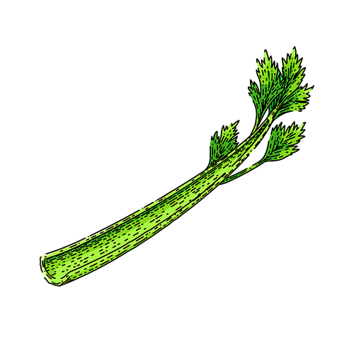 celery vegetable hand drawn. fresh green, food leaf, healthy ingredient, stalk diet, cooking raw celery vegetable vector sketch. isolated color illustration