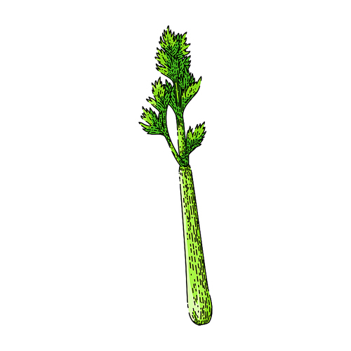 celery leaf hand drawn. fresh green, food vegetable, healthy ingredient, stalk diet, cooking raw celery leaf vector sketch. isolated color illustration