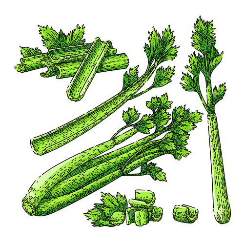 celery fresh green set hand drawn. food stalk, leaf vegetable, diet bunch, healthy organic, cut raw celery fresh green vector sketch. isolated color illustration