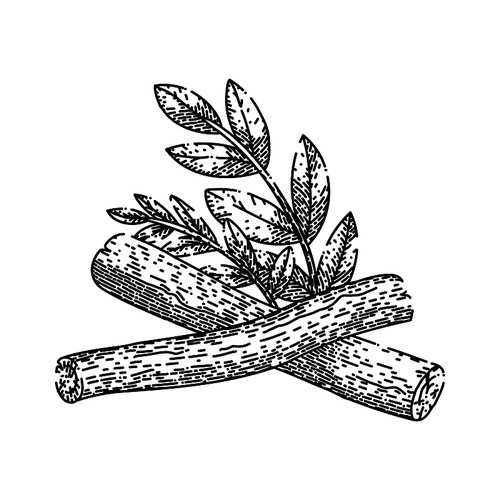 licorice natural aromatic hand drawn. liquorice food, health herbal, liqorice ayurveda, ayurvedic beneficial, biological detoxify licorice natural aromatic vector sketch. isolated black illustration