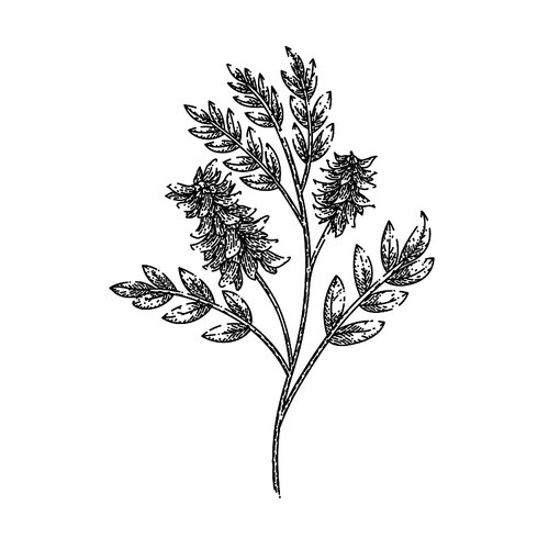 licorice plant herb hand drawn. liquorice aromatic, food health, al natural, string ayurveda, ayurvedic beneficial licorice plant herb vector sketch. isolated black illustration