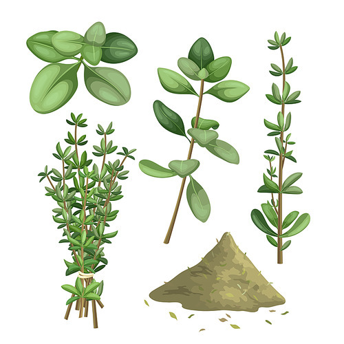 thyme herb green set cartoon. aroma food, fresh leaf, ingredient plant, seasoning nature, aromatic organic, natural twig, bunch thyme herb green vector illustration