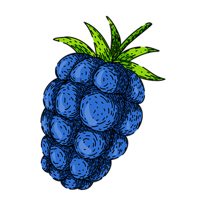 ripe blackberry hand drawn. dessert fresh, group healthy, summer sweet ripe blackberry vector sketch. isolated color illustration