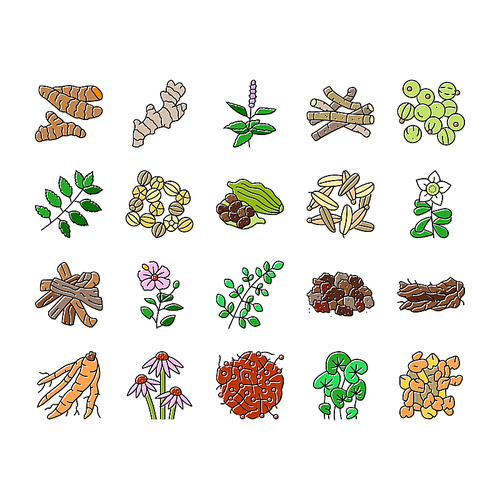 ayurvedic herbs medicine health icons set vector. nature ayurveda, mortar neem, basil, science plant, leaf, organic spices, care, cure ayurvedic herbs medicine health color line illustrations