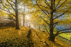 light and shadow,scenery,nikon,The park,Nature,landscape,season,No one,Comfortable weather,outdoors,branch,dawn,beautiful sceneries,Daylight,It's gold,maple,Scene,bright,The sun.