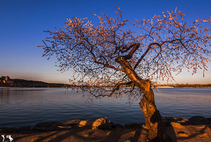 beijing,plant,flower,summer palace,Emotion,sunset catcher,Let's go to the city,The world is full of color,branch,The sun,The sky,twilight,lake,outdoors,Comfortable weather,Winter,ki,Leaf,Quietly.