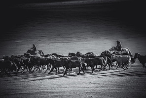 black and white,ulanbu system,Group (abstract),Mammals,many,Take your seat,team up,adult,means of transportation,Transportation Systems,Livestock,racehorse,Male,military,Cowboy,livestock,carriage,Soldier,camels,one