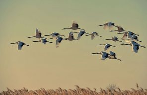 animal,scenery,nikon,China Polarization Photography Award,No one,aeroplane,The sky,geese,waterfowl,poultry,migrate,sports,Precision,waters,seagull,Daylight,military,outdoors,side view