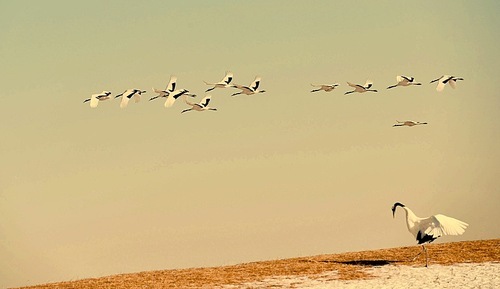 animal,scenery,nikon,color,capture,B.W.W.W.A.C, The Blue Planet,The sky,geese,Sunset,Nature,dawn,waterfowl,flamingos,The sea,lake,The ocean,shoreline,poultry,landscape,sand