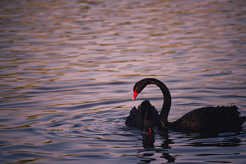 color,capture,lake,reflex,No one,The swans,waterfowl,Nature,pond,wild animal,The river,duck,outdoors,Swimming,beak,poultry,Birds,animal,Feather,dawn