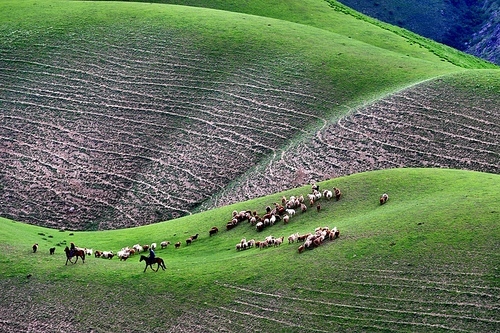 documentary,scenery,The world is full of color,The farm,lawn,fen,herding,Nature,tree,xiaoshan,outdoors,Travel,rural area,summertime,Livestock,The hay place,Country,Cow,The sky,The valley.