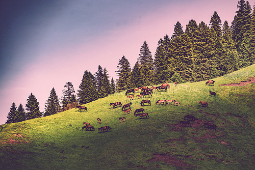 ,xinjiang,scenery,The horse,grassland,capture,latti,The hay place,Daylight,xiaoshan,The sky,beautiful sceneries,fall,summertime,rural area,conifer,The valley.