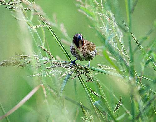 birds,canon,jiangxi,capture,lawn,insect,the wings,the garden,tiny,outdoors,close-up,leaf,summertime,c. environment,flies,nature,close,color,no one.