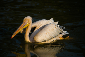 animal,color,waters,wild animal,No one,lake,waterfowl,poultry,beak,The river,Feather,Nature,Swimming,The zoo,outdoors,pond,The swans,duck,The sea.
