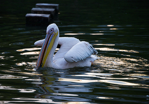 animal,color,lake,pelican,wild animal,Swimming,Nature,No one,beak,waterfowl,The river,pond,The swans,Feather,The sea,outdoors,reflex,wild,poultry