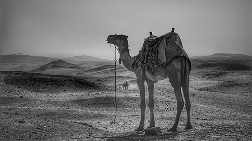 scenery,black and white,camels,People,one,armoured personnel,landscape,adult,Two,Take your seat,Travel,Nature,animal,sports,Transportation Systems,dromedary camels,Cheers,Group (abstract),No one.