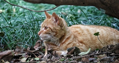 Cute,Mammals,animal,Cats,Nature,young,portraits,furry,eye,wild animal,Pet,Tiny,Domestic,No one,to look for,lawn,Cat,wild,outdoors,Hair.