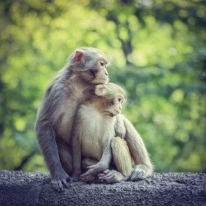 Challenging the topic: a tender moment,Primates,Mammals,ape,macaque,wild animal,animal,wild,Cute,The zoo,Nature,The jungle,Sit down,furry,ki,The baby,portraits,Tiny,Tropical,tail