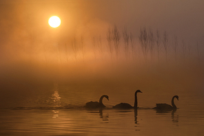 xinjiang,documentary,scenery,Travel,nikon,The swans,color,capture,inin,twilight,At night,- Peace,Calm down,Mist,The sky,The river,light,landscape,No one,geese