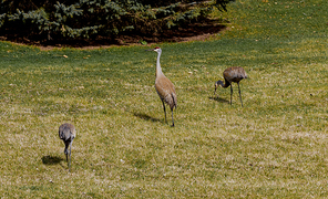 animal,ecology,documentary,canon,capture,lawn,outdoors,Deer,wild,Mammals,crane,The park,grassland,poultry,side view,landscape,great,The neck,waters,summertime