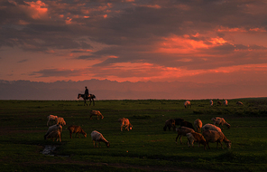 scenery,Photography,color,armoured personnel,Sunset,Livestock,outdoors,livestock,pastoral song,At night,grassland,The farm,farmlands,dawn,lawn,landscape,Cow,Group (abstract),a group of,rural area