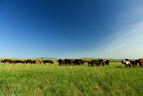 humanities,light and shadow,inner mongolia,documentary,Of course,scenery,Travel,grassland,color,Challenging Theme: Grassland Impressions,The farm,The hay place,fen,farmlands,a group of,rural area,landscape,summertime,outdoors