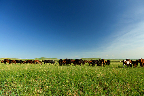 humanities,light and shadow,inner mongolia,documentary,Of course,scenery,Travel,grassland,color,Challenging Theme: Grassland Impressions,The farm,The hay place,fen,farmlands,a group of,rural area,landscape,summertime,outdoors