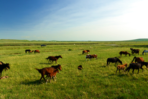humanities,light and shadow,inner mongolia,documentary,Of course,scenery,Travel,grassland,color,Challenging Theme: Grassland Impressions,pastoral song,No one,herding,fen,Country,animal,rural area,Meat for the meat,farmlands